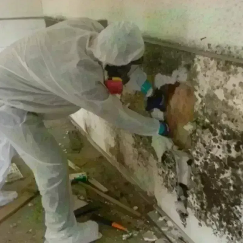 Mold Remediation and Removal in Alexandria, VA